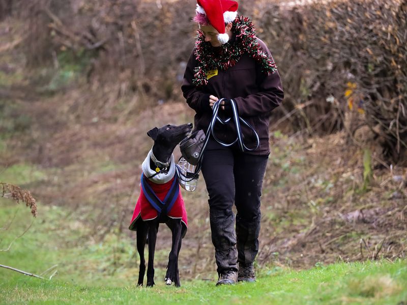 Adult greyhound, outside, on lead, on a walk, with member of dogs trust staff