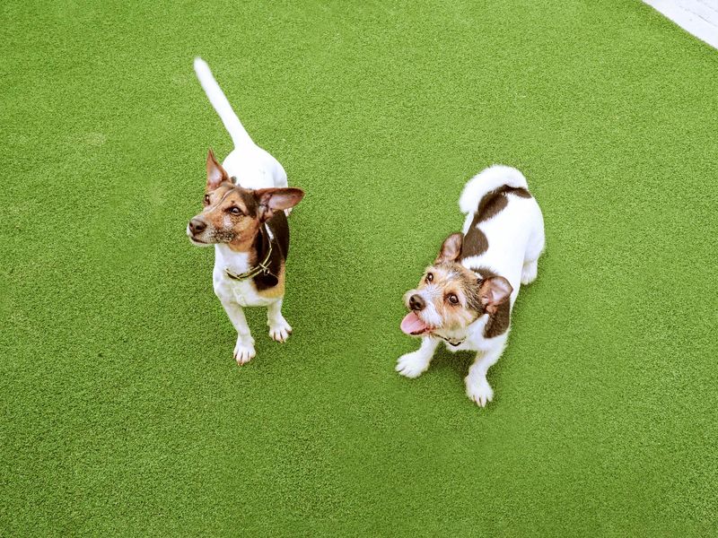 Adult Jack Russell Terriers, outside, on grass, on a sunny day