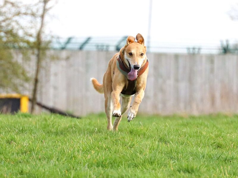 Jake the Lurcher running on grass