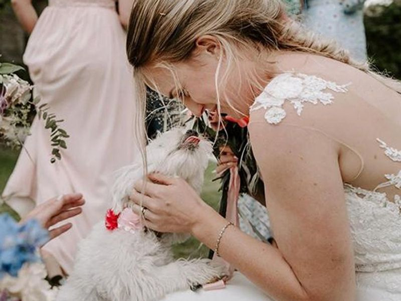 White terrier dog and bride celebrate wedding