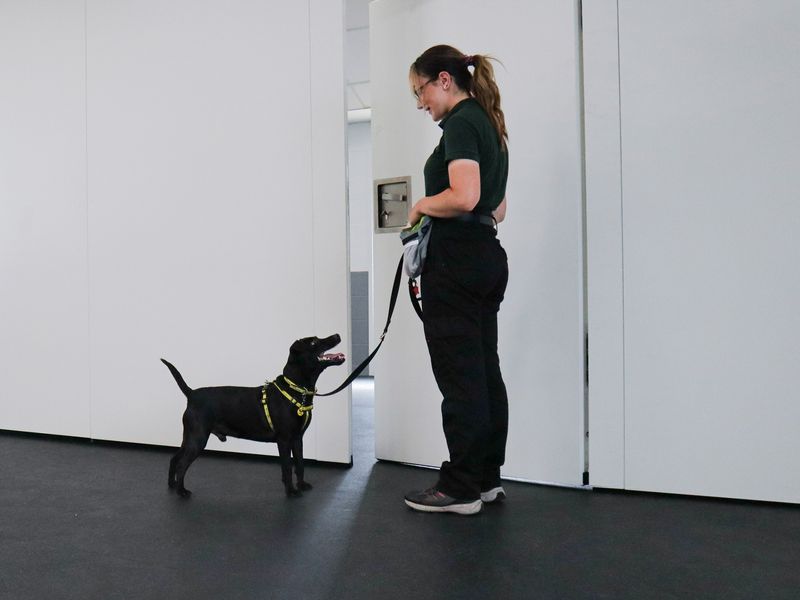 Dog on lead waiting outside door