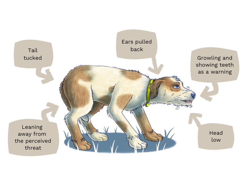 Illustration of standing dog slightly crouching with ears and tail tucked, showing teeth