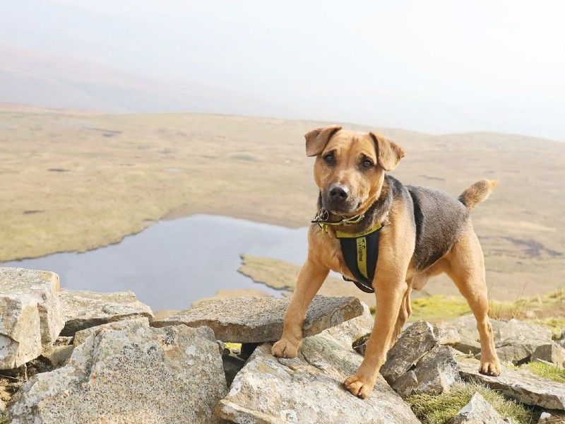 Taz enjoys a hike in the Yorkshire Dales