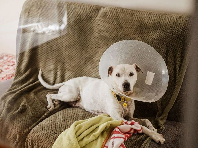 Casper the Staffie cross wearing a vet cone 