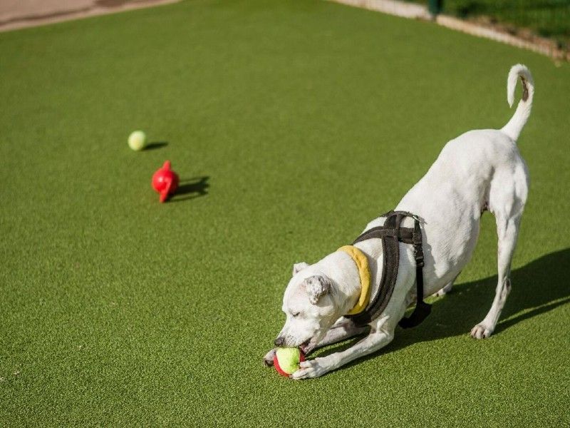 Staffie cross outside in exercise area playing with toys