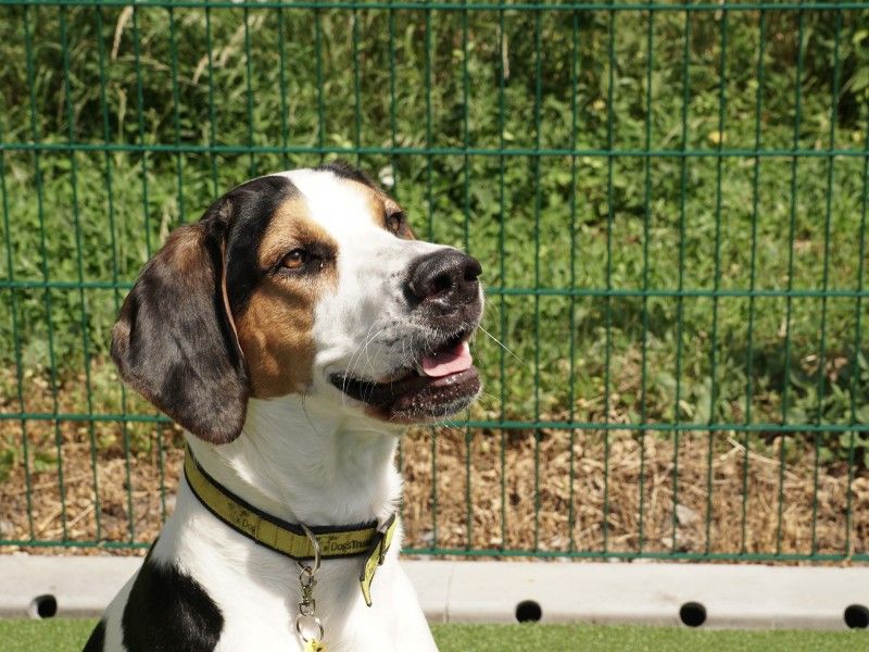 Adult foxhound, outside, sitting down, on grass