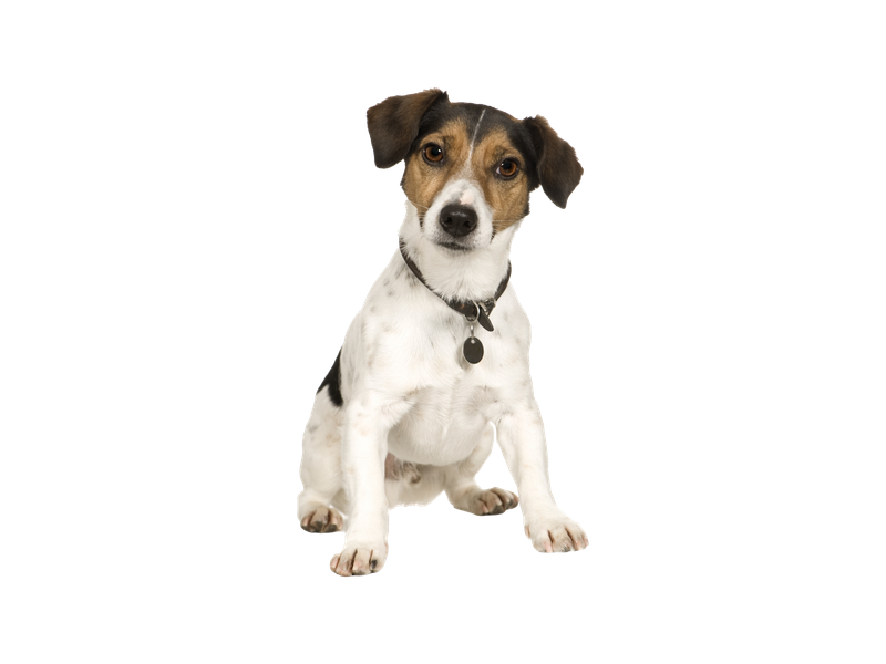 Jack Russell Terrier wearing a collar and tag on a white background