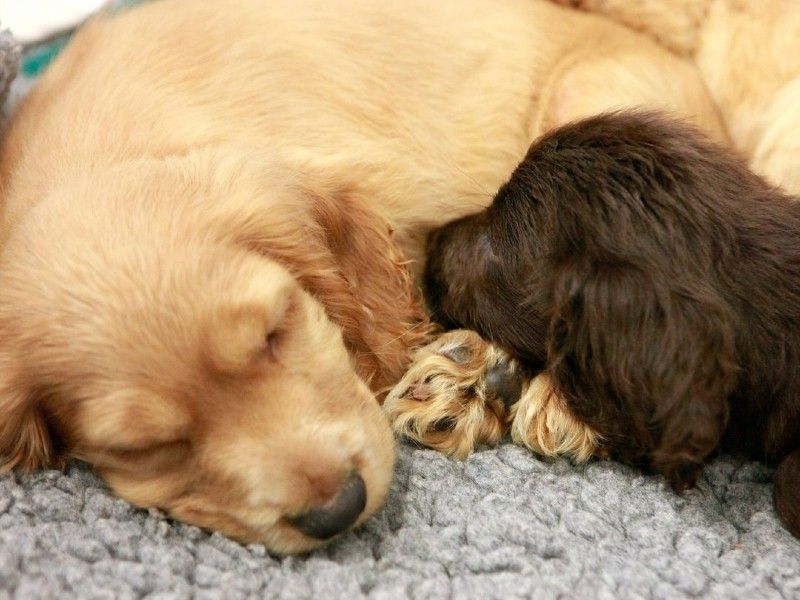 Labrador puppies, inside, sleeping, at Shoreham rehoming centre