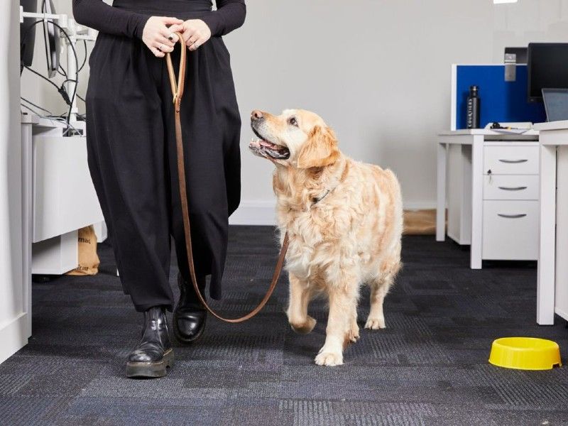 Person walking a golden labrador past desks in an office