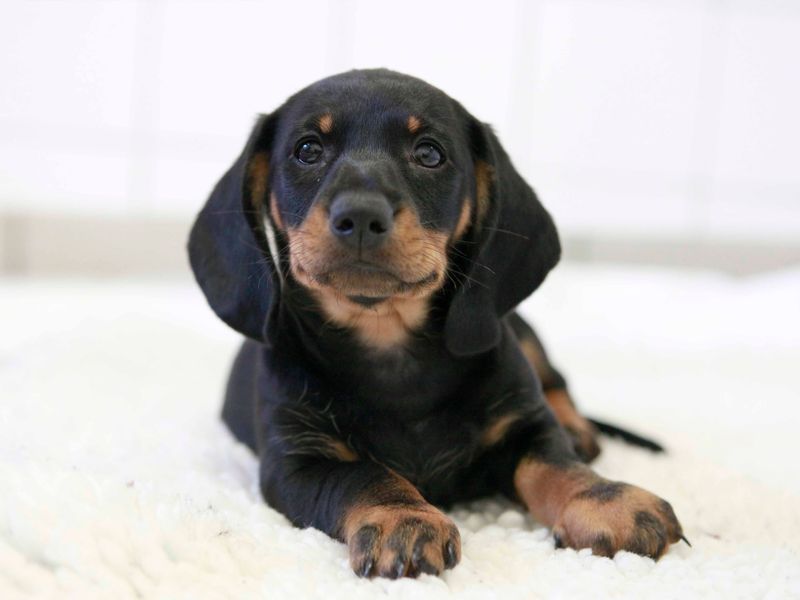 Dogs trust puppy, inside, at shoreham rehoming centre