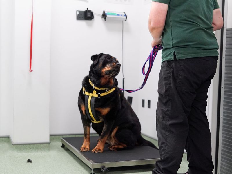 Overweight rottweiler on being weighed