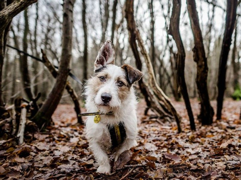 terrier dog on autumn walk 