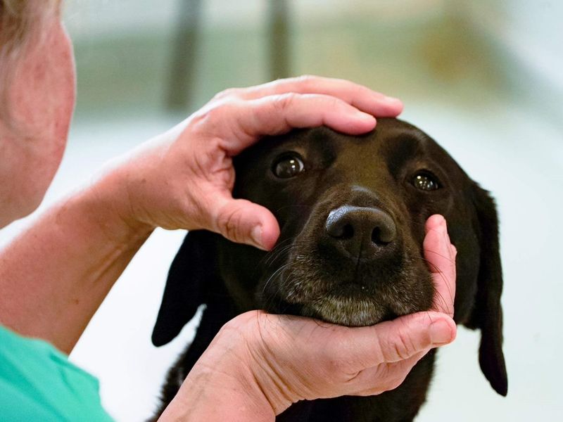 closeup of vet checking eye