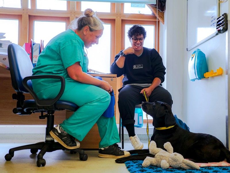 labrador looking up at vet