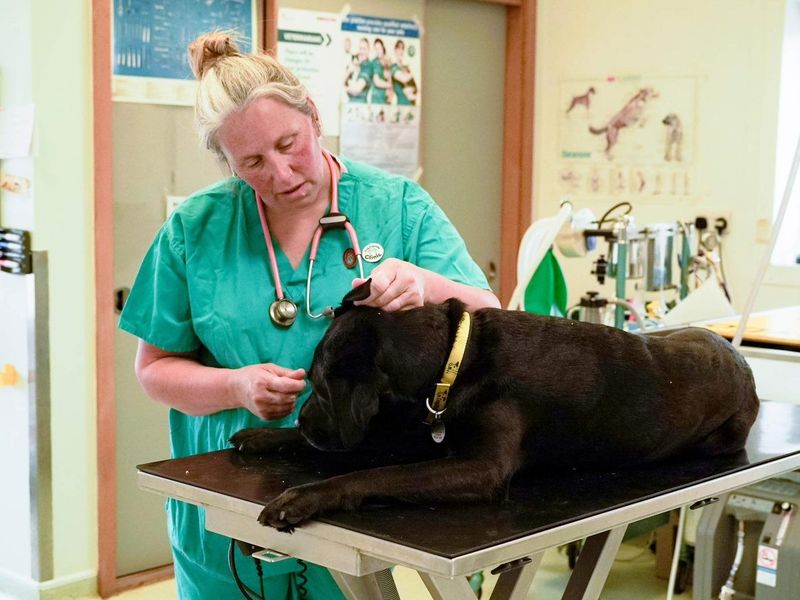 vet checking labradors ear 2