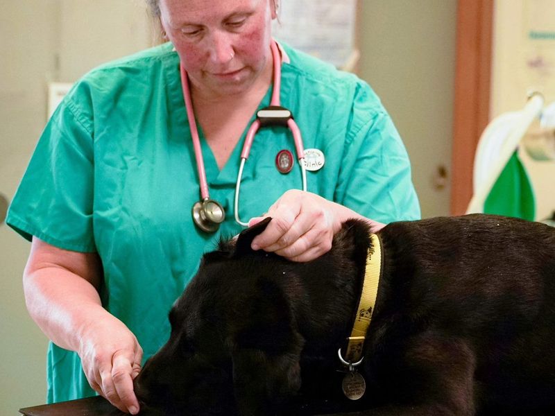 vet checking labradors ear