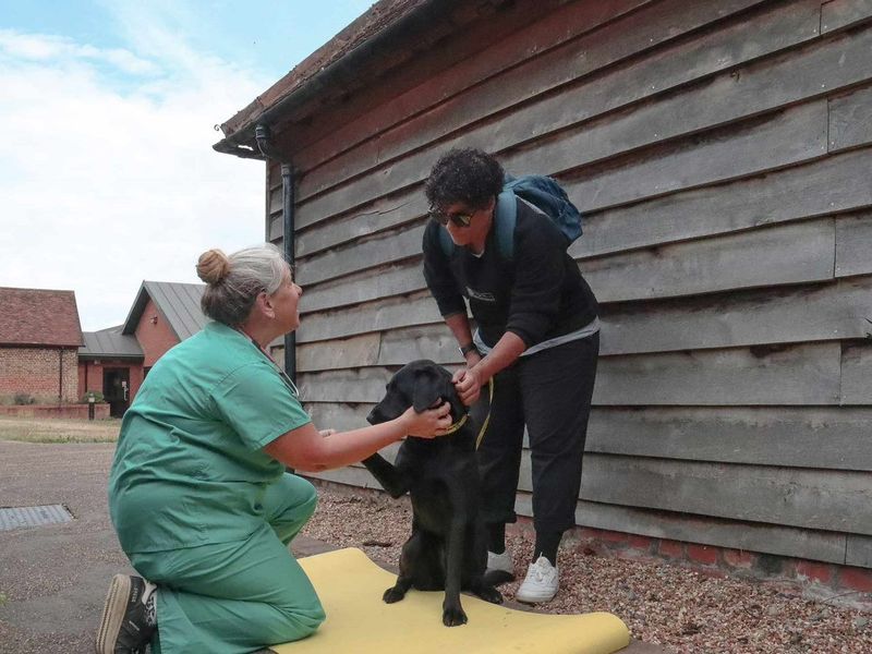 vet outside with owner and labrador