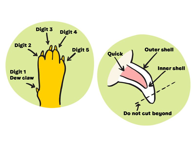 Image showing the anatomy of a dog's paw