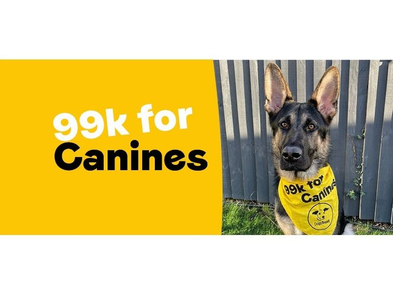 99k for canines challenge event facebook banner. Cute picture of a German Sheppard wearing a 99k canine bandana. 