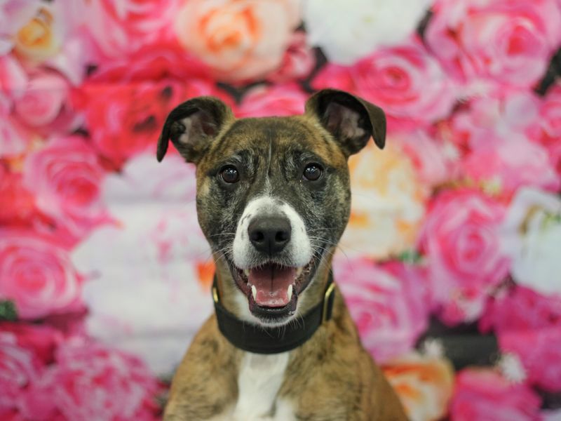 Tigger the lurcher cross from rehoming centre glasgow. Posing behind a rose wall