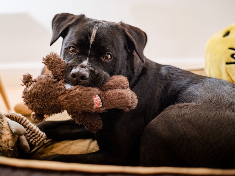 Dogs like crossbreed Dave need foster homes