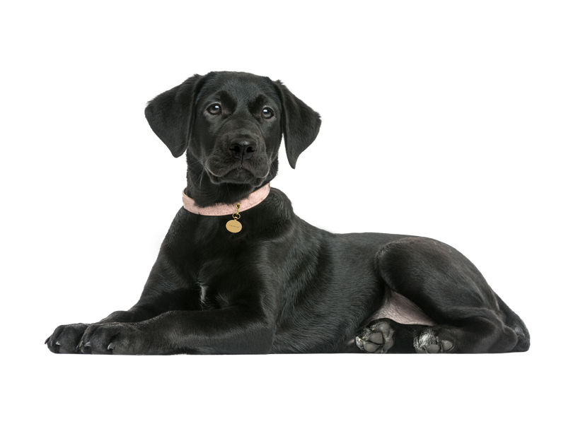 A black labrador lying down