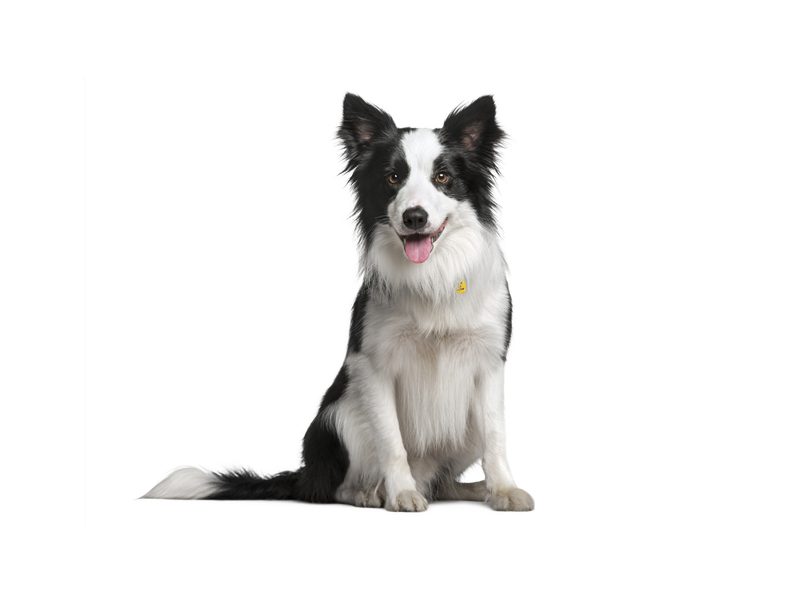 A Border Collie sitting