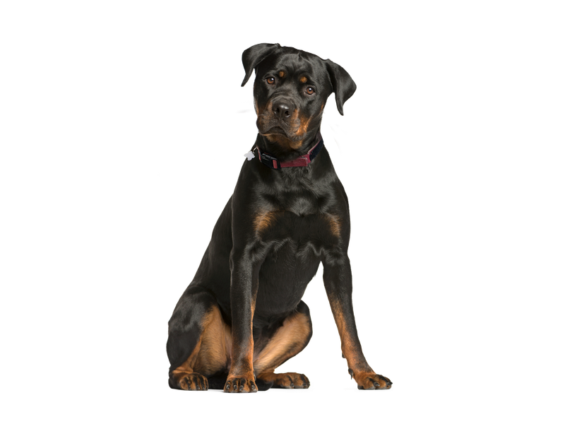 an adult Rottweiler