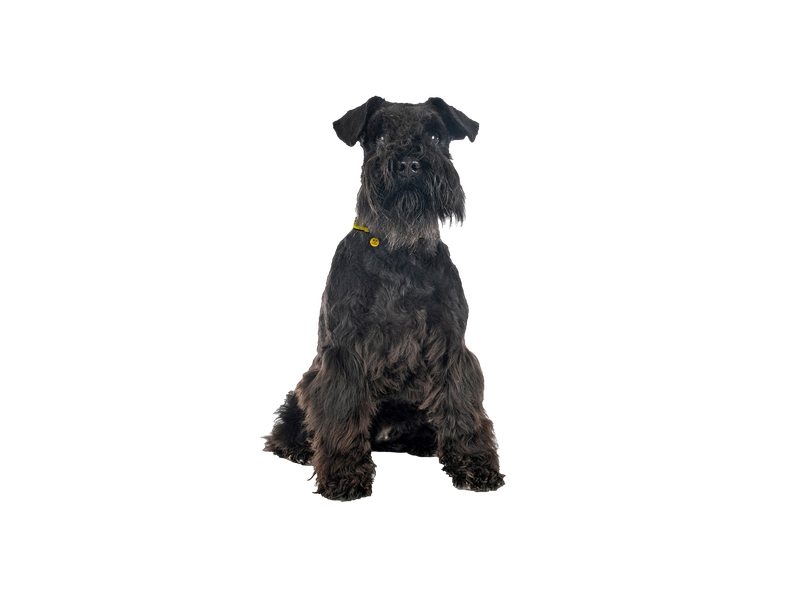 Miniature schnauzer on transparent