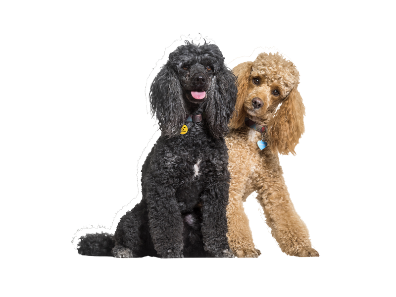 Poodle dog on a transparent background