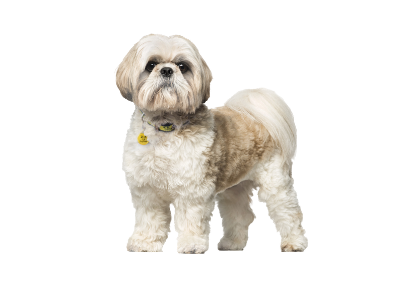 Shih Tzu on transparent background