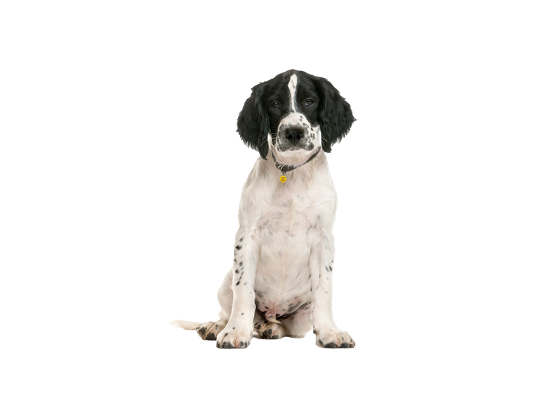 Springer spaniel puppy