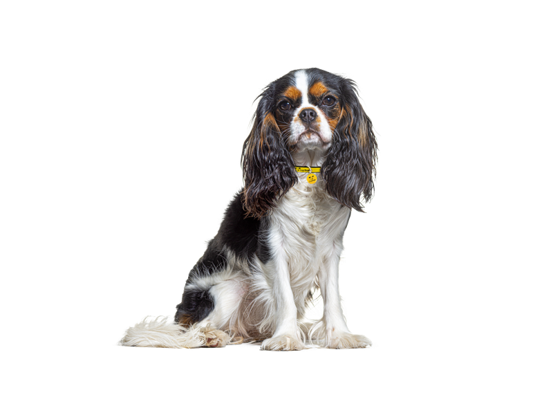 A black and white Cavalier King Charles Spaniel