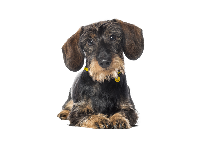 A black and tan Dachshund lying down