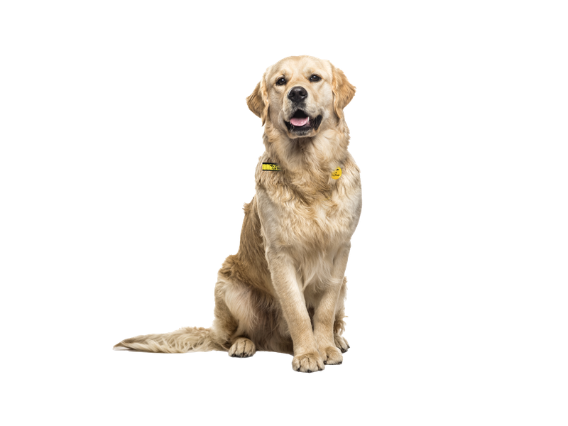 A Golden Retriever sitting down