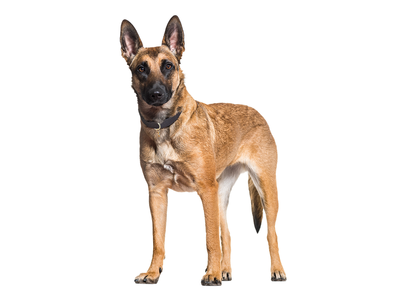 a young Belgian Malinois