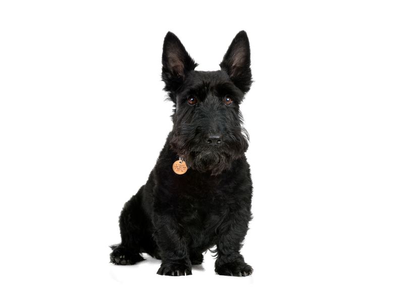 a Scottish Terrier sitting looking towards the camera