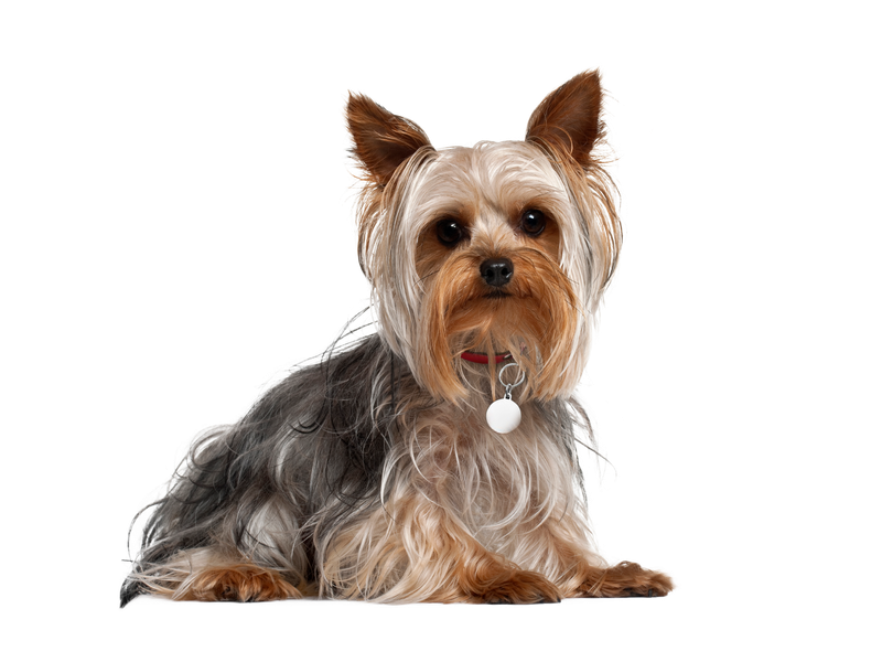A Yorkshire Terrier looking towards the camera