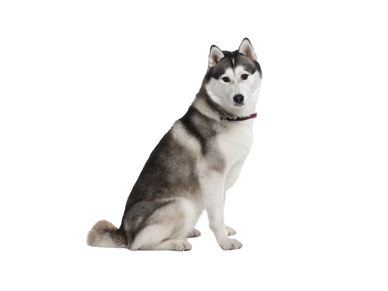 Akita dog behind a white, transparent background 