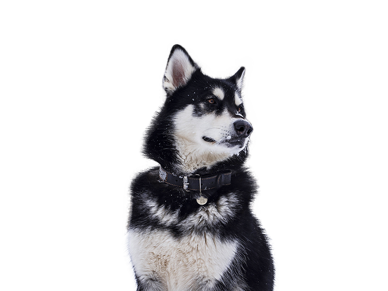 Alaskan Malamute dog behind a white, transparent background