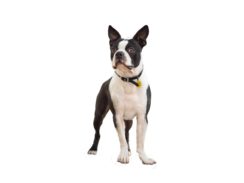 Boston Terrier behind a white, transparent background