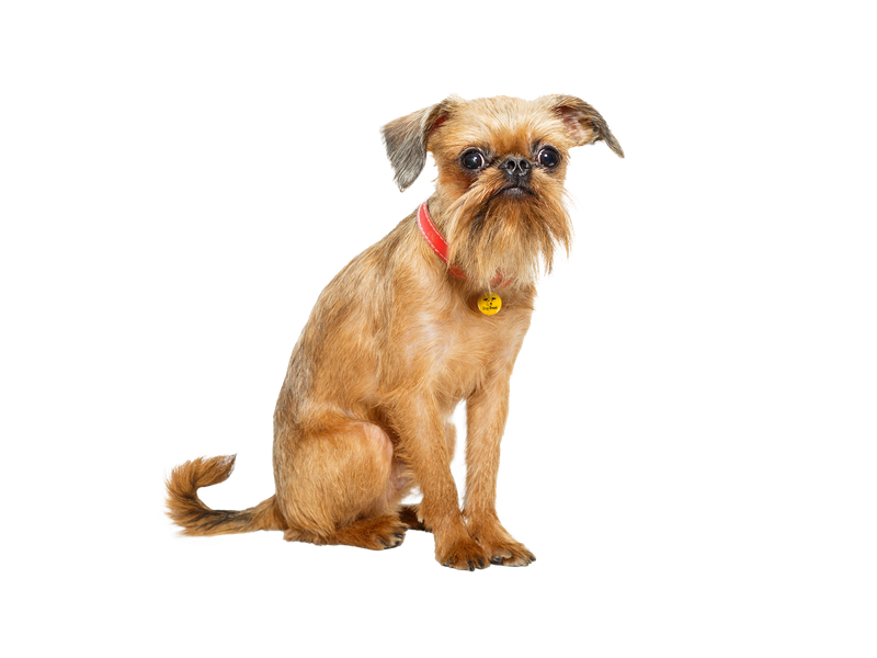 Brussels Griffon dog behind a white, transparent background