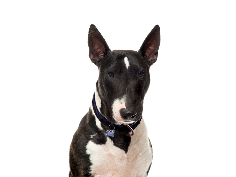 Bull Terrier dog behind a white, transparent background