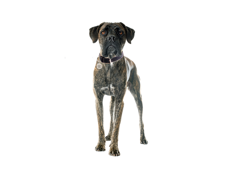 Cane Corso dog behind a white, transparent background