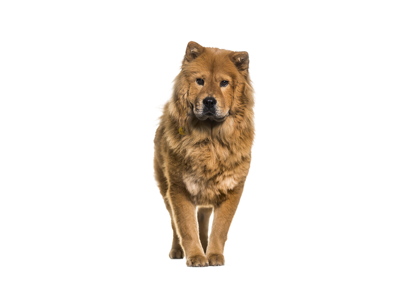 Chow Chow dog behind a white, transparent background