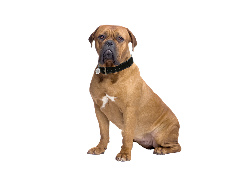 Dogue De Bordeaux dog behind a white, transparent background