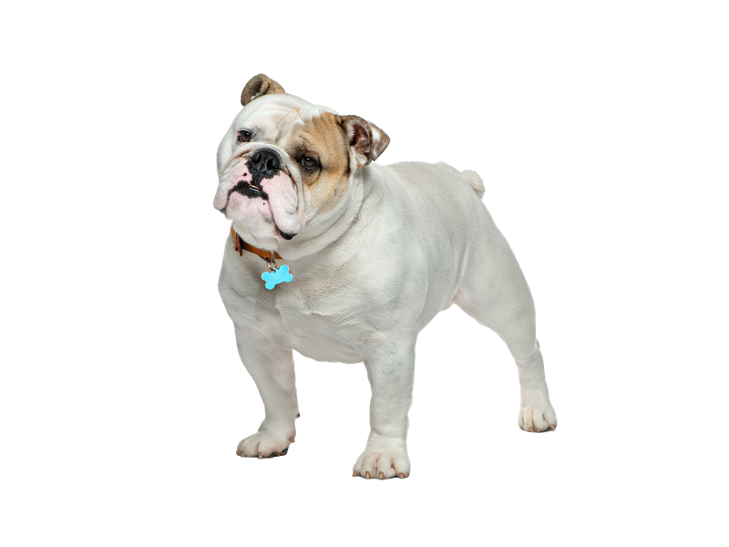 English Bulldog on a white transparent background. 