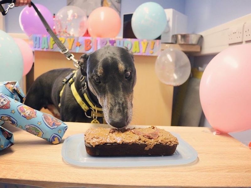 Jax the tri-colour Lurcher cross, eating his peanut butter birthday cake on a table with birthday presents and balloons in the background.