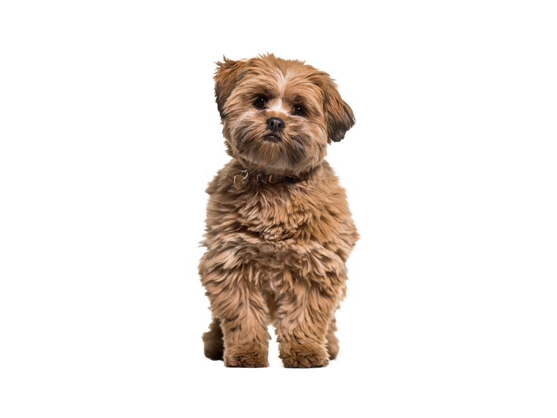 Lhasa Apso dog on white transparent background