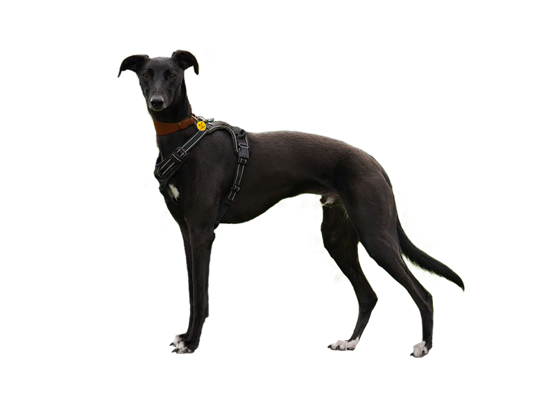 Lurcher behind a white, transparent background